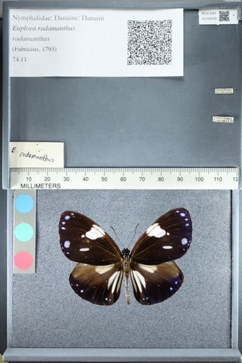 Media type: image;   Entomology 159378